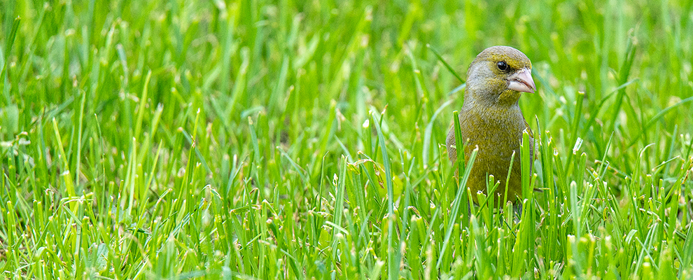 Der Grünfink