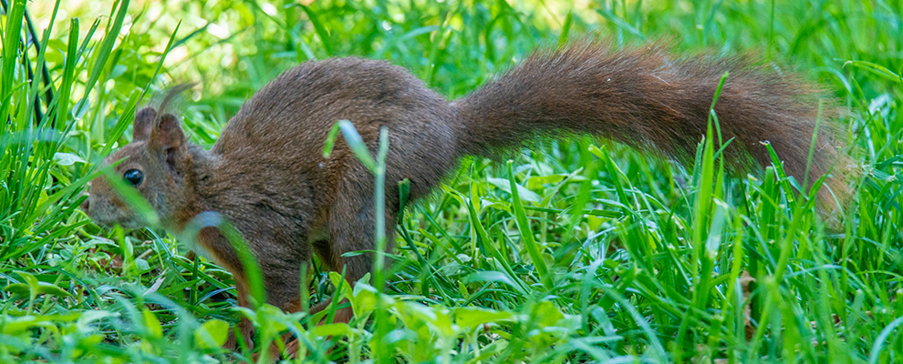 Eichhörnchen holt sich Vogelfutter