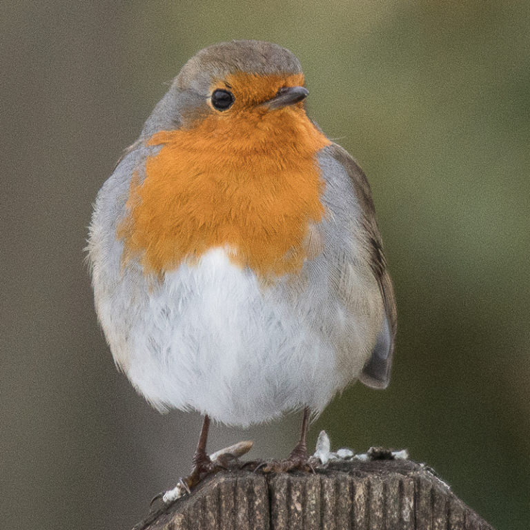 rotkehlchen – Die Vögel in meinem Garten